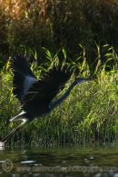 Grey Heron taking flight.